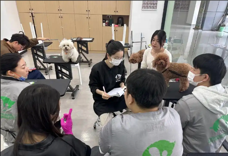 张家界市宠物美容培训学校宠物美容培训学校 - 哪里好